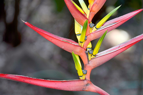 Bird of Paradise II