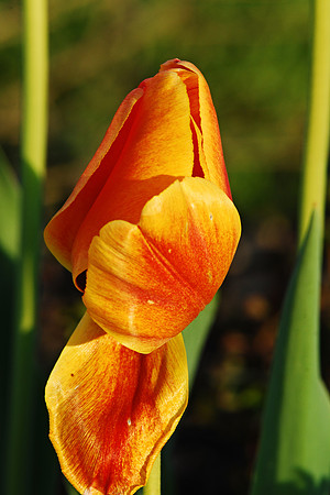 050611 Morning Glow