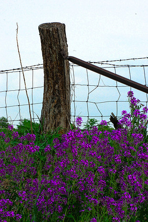 052911 Purple Flowers