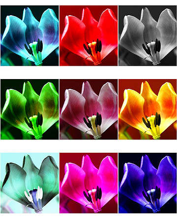 032911 Colors in Bloom