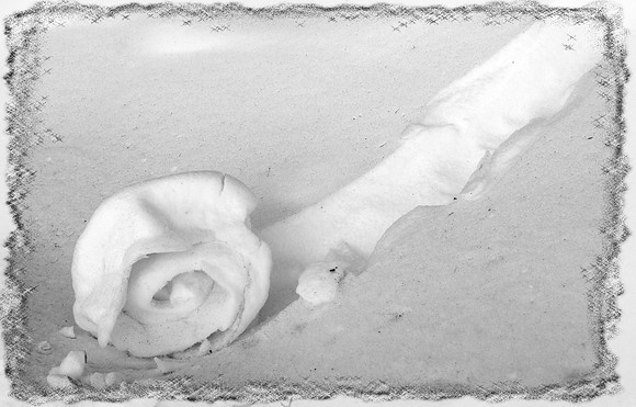 021411 Winter Rose