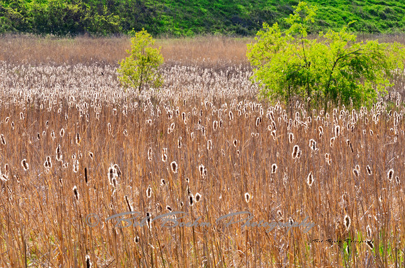 Field Tails