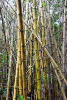 Bamboo III
