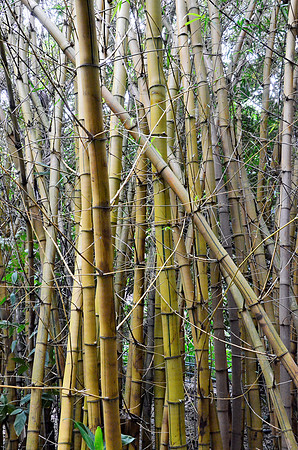 Bamboo III