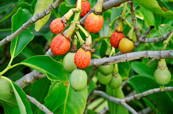 _BJB7832 Hawaii copy