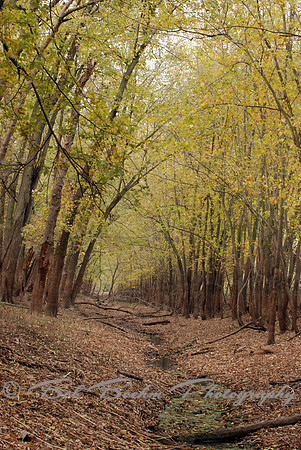 Fall Pathway