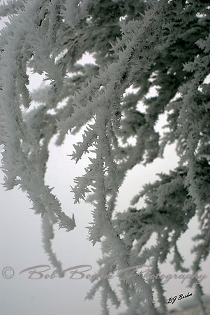 Frosty Evergreen copy