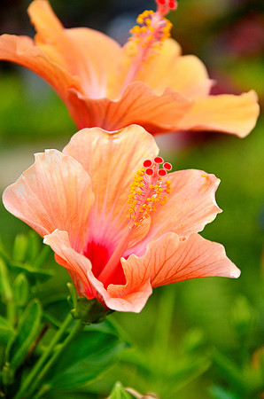 Hibiscus Twins