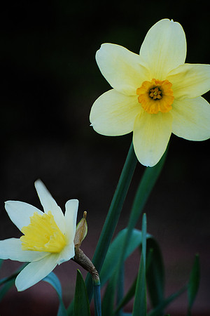 041311 Spring Awakens