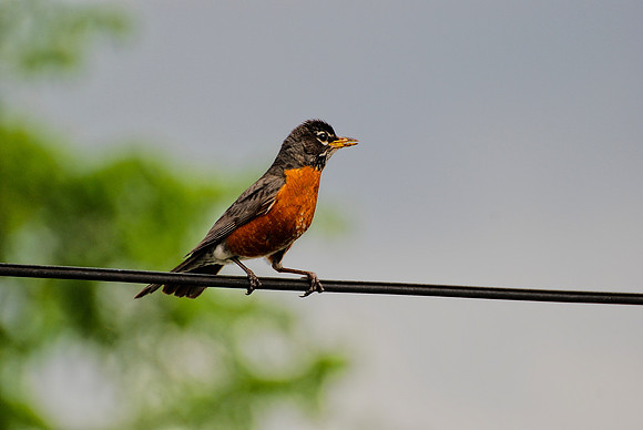 053011 Bird on a Wire
