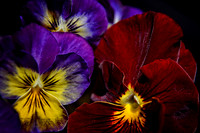 Spring Flowers