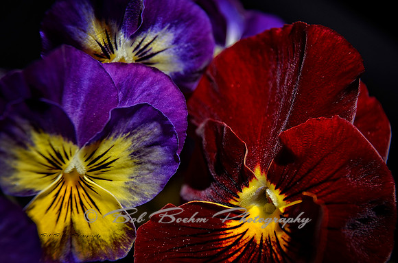 Spring Flowers