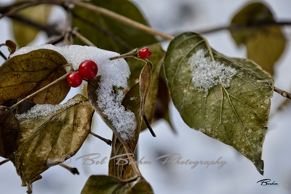 Berries