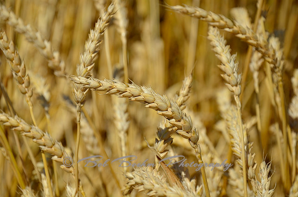 Study of Wheat 3