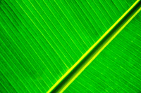 Banana Leaf