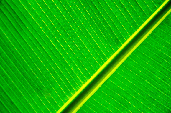 Banana Leaf
