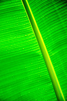 Banana Leaf II
