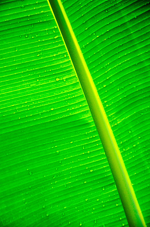 Banana Leaf II