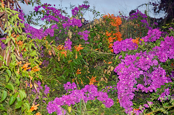 Rhododendron
