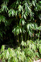Bamboo