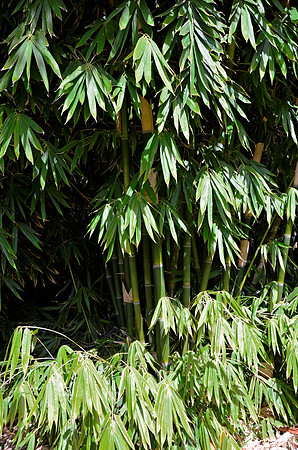 Bamboo