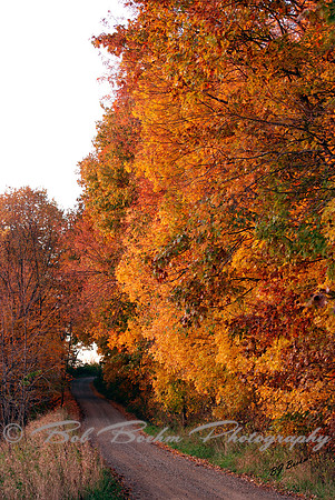 Fall Roadside