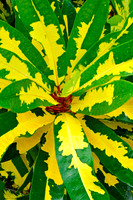 Packer Fern?