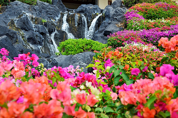Floral Garden