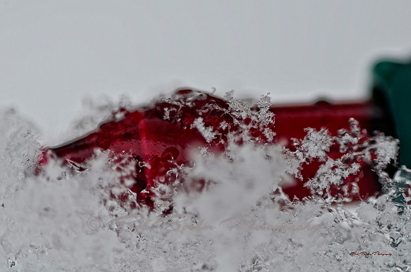 Red Bulb_BJB1873