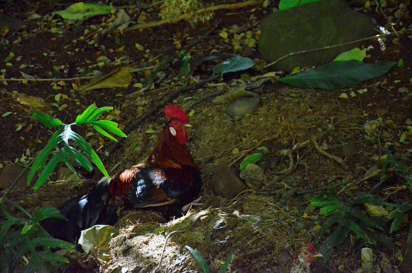 Rooster's on the Left