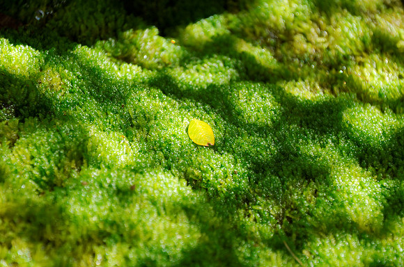 Moss