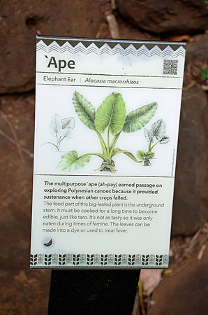 'Ape - Elephant Ears