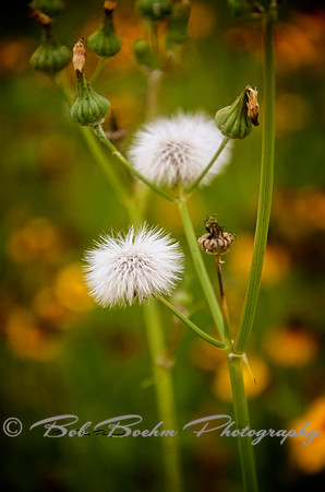 White Fluff