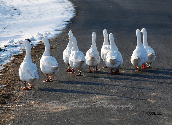 Taking a Waddle Down The Road
