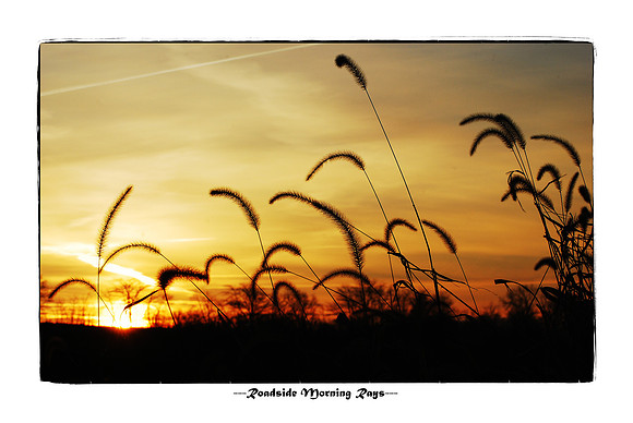 011011 Roadside Morning Rays