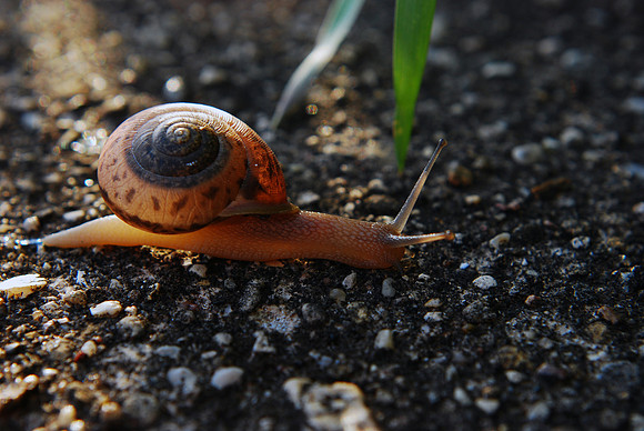 051311 sluggo