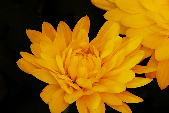 042711 A Burst of Color