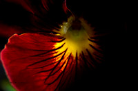 Pansy