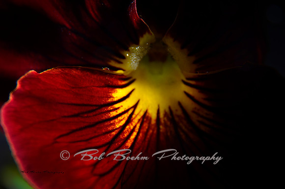 Pansy