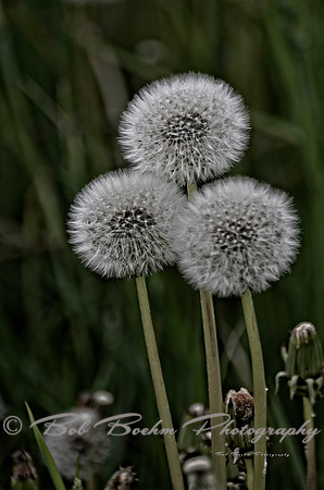 Puffs