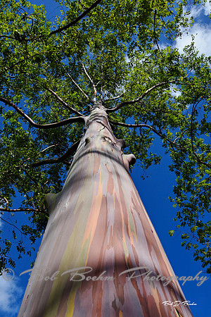 Coolest Tree Ever, Hawaii