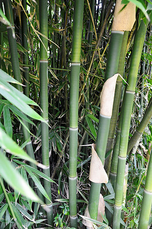 Bamboo II