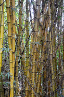 Bamboo II