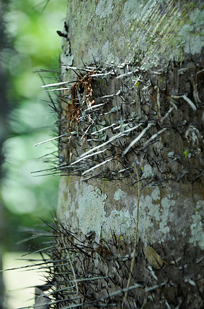 Peach Palm