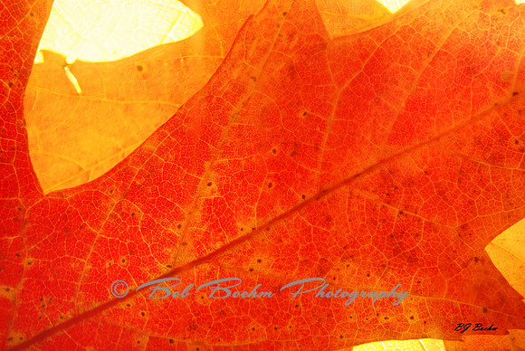 Orange & Yellow Leaf