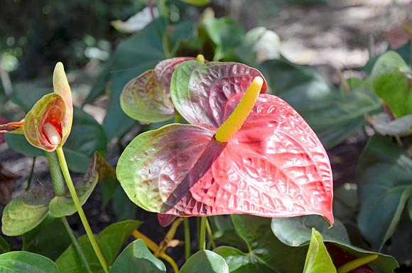 Anthurium II