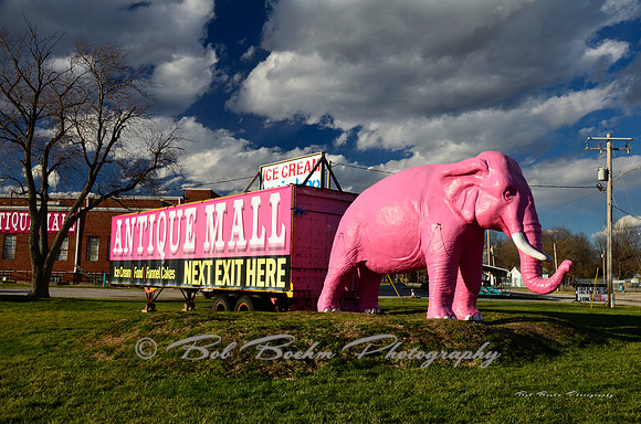 The Pink Elephant