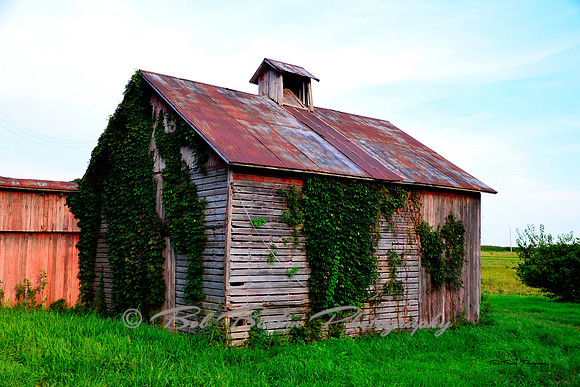 Ivy Covered