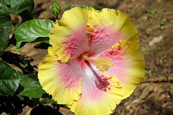 Full Bloom