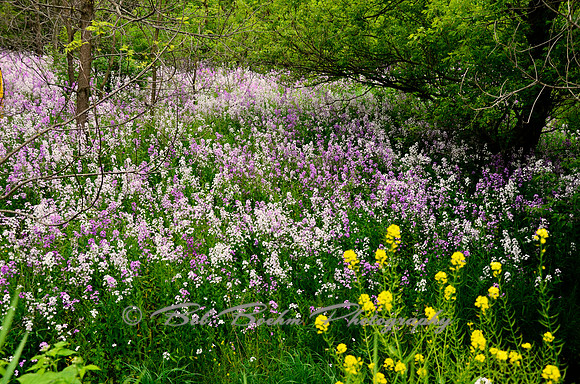 Spring Flowers